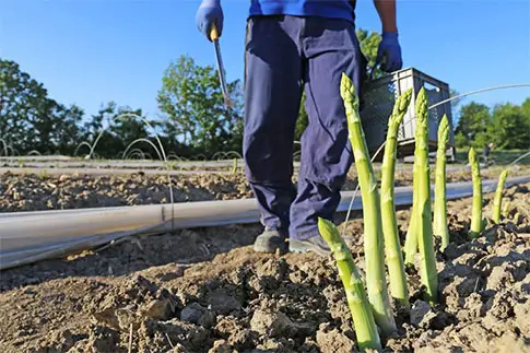 Erntehelfer bei der Spargelernte