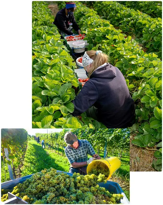 Erntehelfer auf dem Feld und im Weinberg optimal versichert mit AgrarOptimal