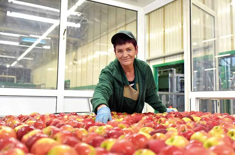 Erntehelferin Apfelernte